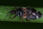 Anthocoris nemoralis2 2