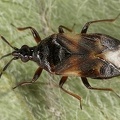 Anthocoris nemoralis M1 3