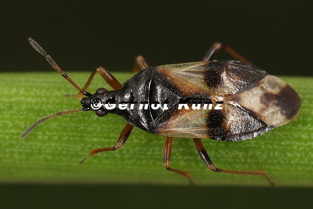Anthocoris nemorum 2 2