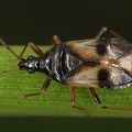 Anthocoris nemorum 2 2