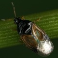 IMG 3969 2 Anthocoridae