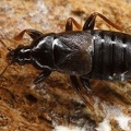 Xylocoris cursitans 5 2