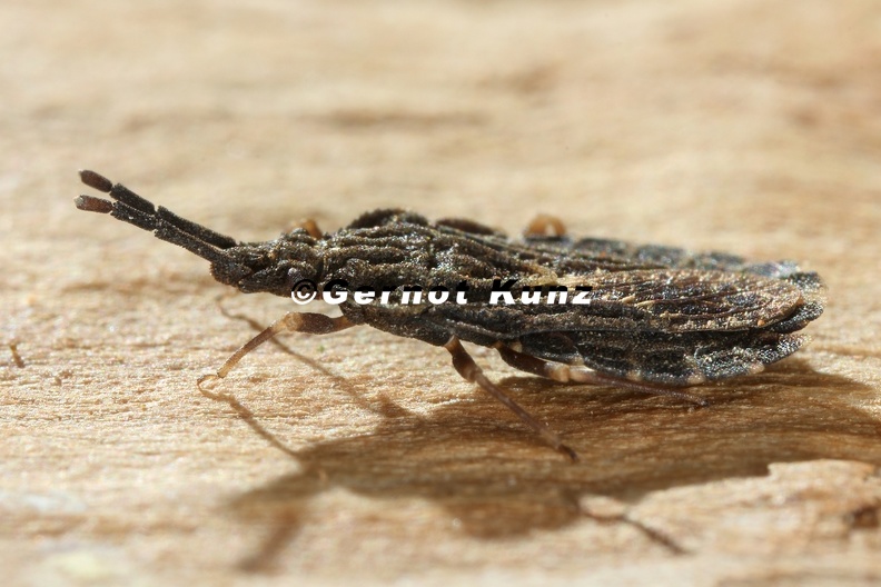 Aradus_betulinus_1_2.jpg