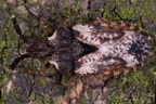 Aradidae (Rindenwanzen)