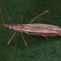 Berytinus minor 9 2v