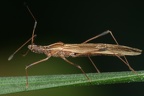 Berytidae (Stelzenwanzen)