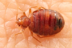 Cimex lectularius  Bettwanze 1 2