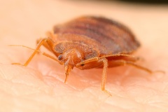 Cimex lectularius  Bettwanze 4 2