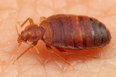 Cimex lectularius  Bettwanze 6 3