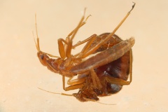 Cimex lectularius  Bettwanze  traumatische Insemination 1 3