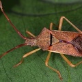 Gonocerus acuteangulatus 1 2