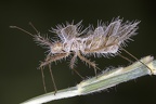 Phyllomorpha lacerata 1 2