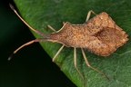 Heteroptera (Wanzen)