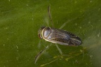 Corixidae (Ruderwanzen)