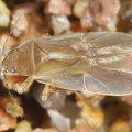 Cryptostemma alienum 9 2