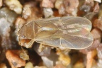 Dipsocoridae