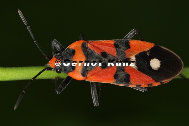 Lygaeus equestris  Ritterwanze 7 2