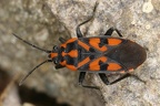 Spilostethus saxatilis 2