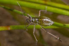 Mesovelia furcata 1 2v
