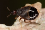 Microphysidae (Flechtenwanzen)