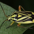 Brachycoleus decolor 1 2