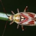 Calocoris roseomaculatus 8 2v