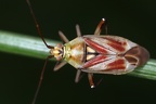 Calocoris roseomaculatus 8 2v