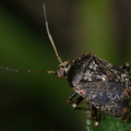 Charagochilus 2