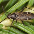 Cremnocephalus alpestris 7 2