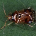 Deraeocoris lutescens 1 2