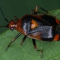 Deraeocoris ruber 1 2