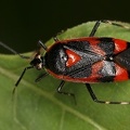 Deraeocoris trifasciatus  Dreigestreifte Weichwanze M1 2