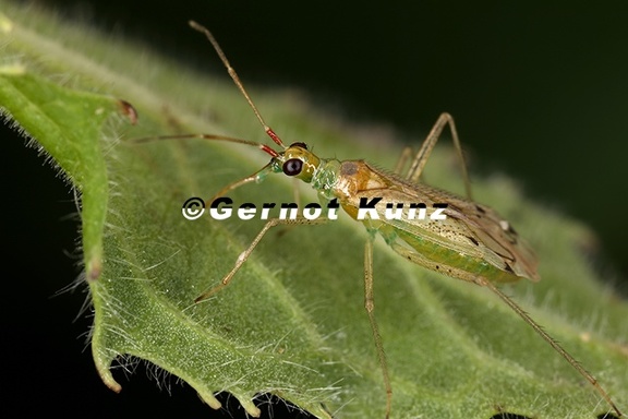 Dicyphus epilobii W1 2