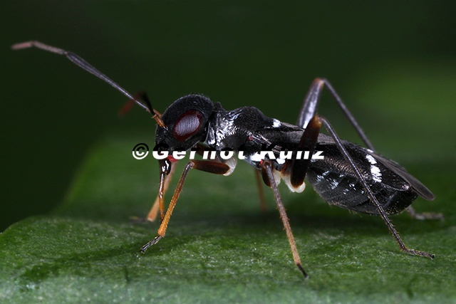 Globiceps_sphaegiformis_9_2.jpg