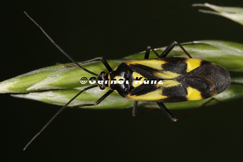 Grypocoris_sexguttatus__Gelbfleckige_Schmuckwanze_M3_2.jpg