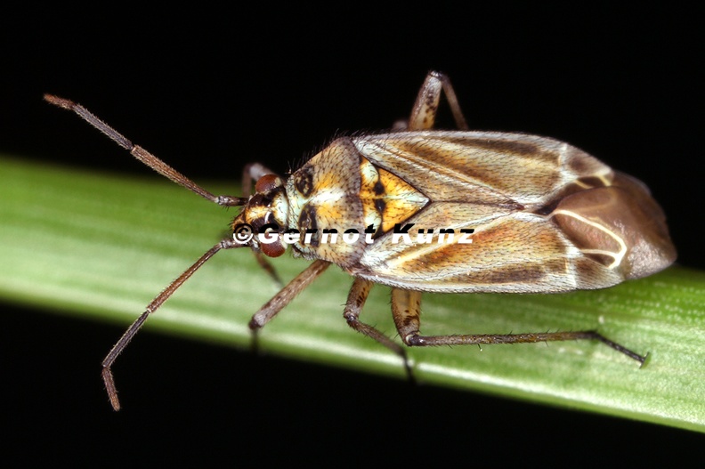 Hoplomachus thunbergii 4 2
