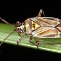 Hoplomachus thunbergii 4 2