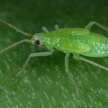 Macrolophus caliginosus L1 2