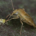 Megalocoleus molliculus2
