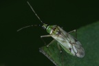 Nesidiocoris tenuis W1 2