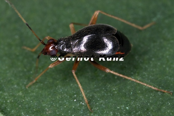 Orthonotus rufifrons