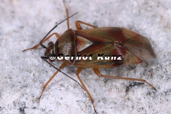 Orthops montanus 3 2v