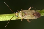 Plagiognathus chrysanthemi W7 2