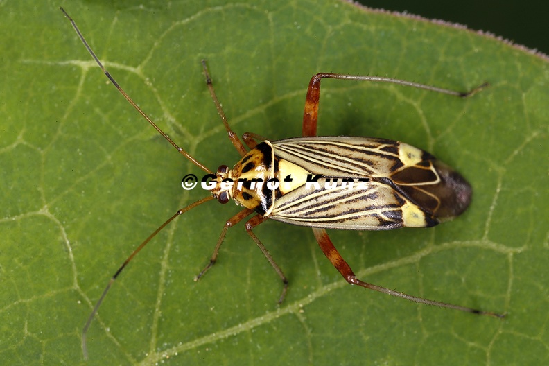 Rhabdomiris striatellus  Eichen-Schmuckwanze 1 2