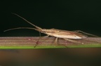 Stenodema cf laevignata W7 2