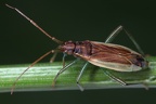 Stenodema holsata 5 2