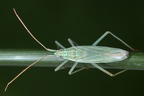 Trigonotylus psammaecolor 1 2