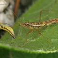 Nabis limbatus  amp  Cicadella viridis  Binsen-Schmuckzikade 7 1