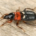 Prostemma sanguineum 6 2