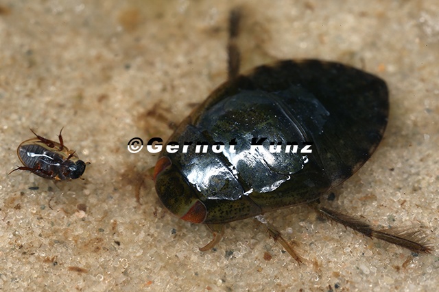 Iliocoris_cimicoides_L4_1.jpg